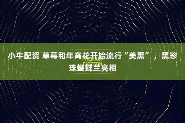 小牛配资 草莓和年宵花开始流行“美黑” ，黑珍珠蝴蝶兰亮相